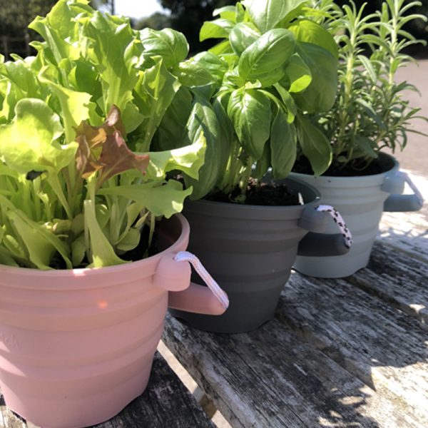Seedling Pot - Lavender - Image 2